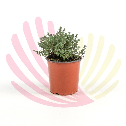 Thymus vulgaris                                       - P245020V0010Z00010