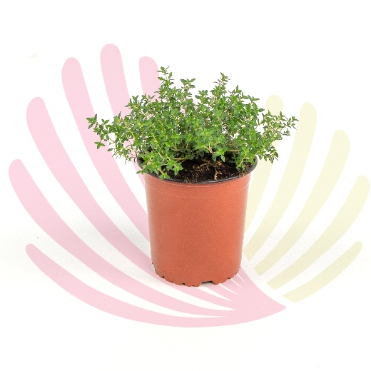 Thymus citriodorus                                           - P245010V0010Z00010