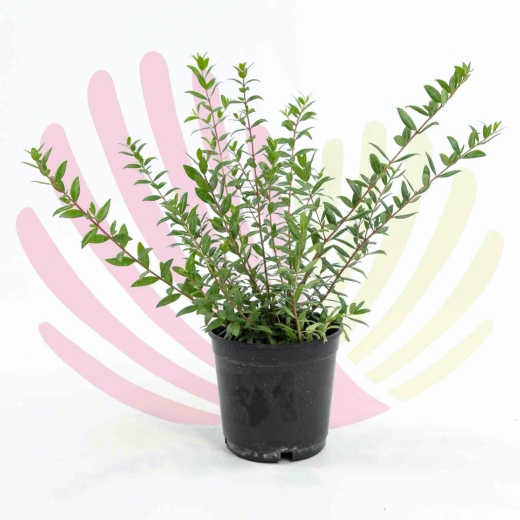 Myrtus communis - P169010V0010Z00010