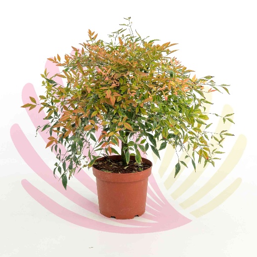 Nandina domestica - P170010V0025Z00010