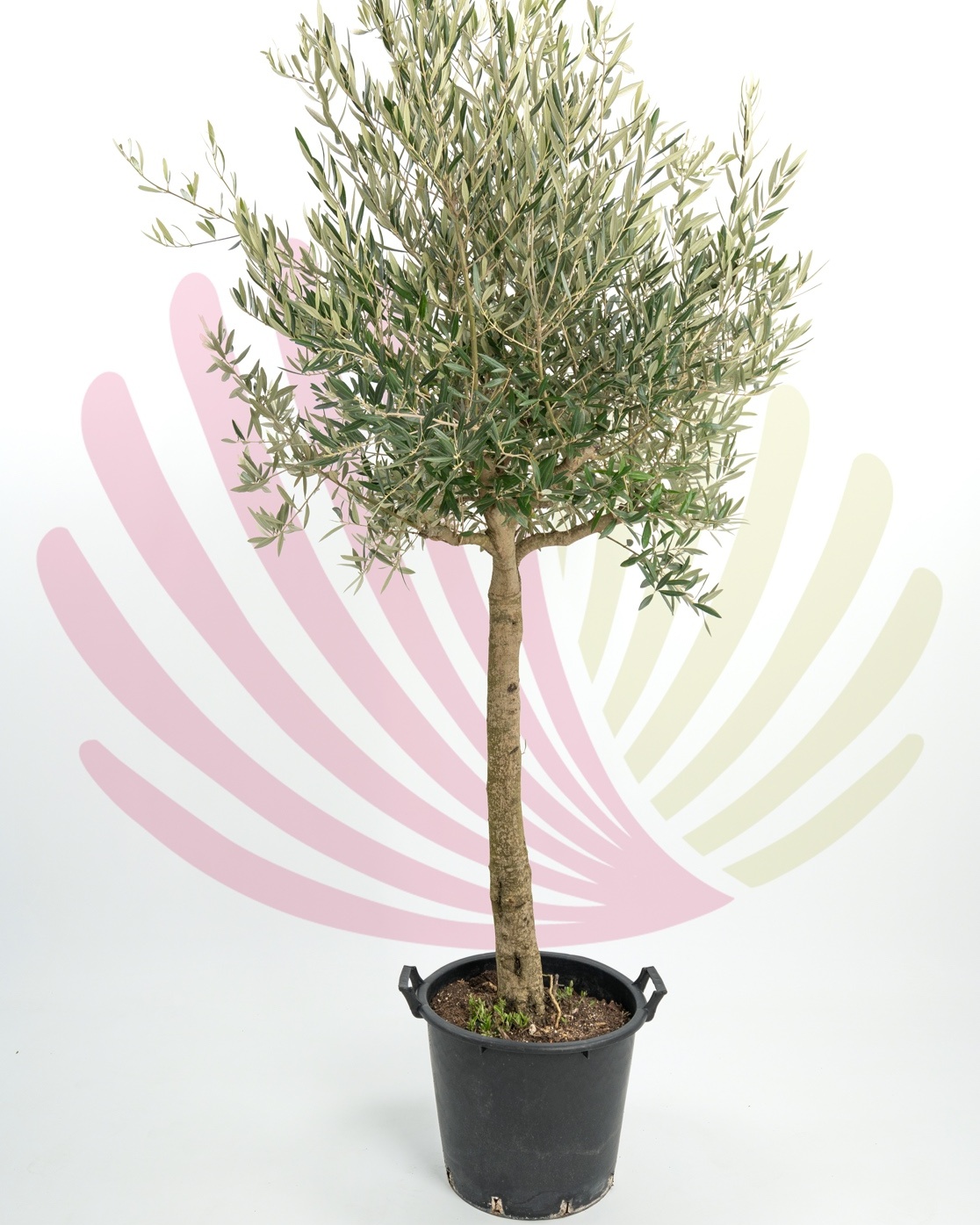 Olea europaea - P176010V0000P01810