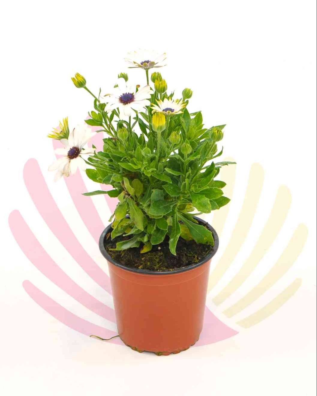 Osteospermum ecklonis White - P179030V0010Z00010