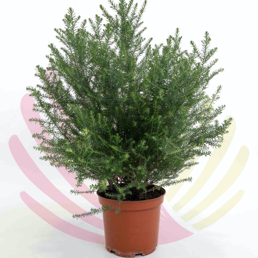 Ozothamnus rosmarinifolius  - LOZOROSV10
