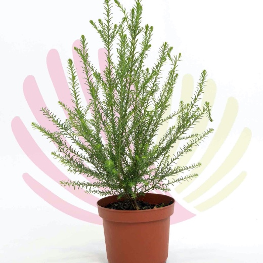 Ozothamnus rosmarinifolius  - LOZOROSV2.5