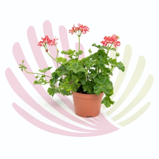 Pelargonium peltatum - P186020V0010Z00020
