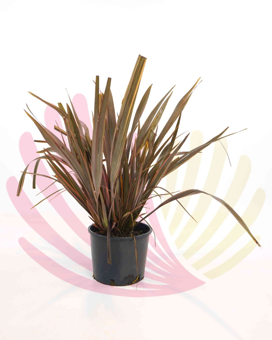 Phormium tenax Sundowner - PPHOSUNV10