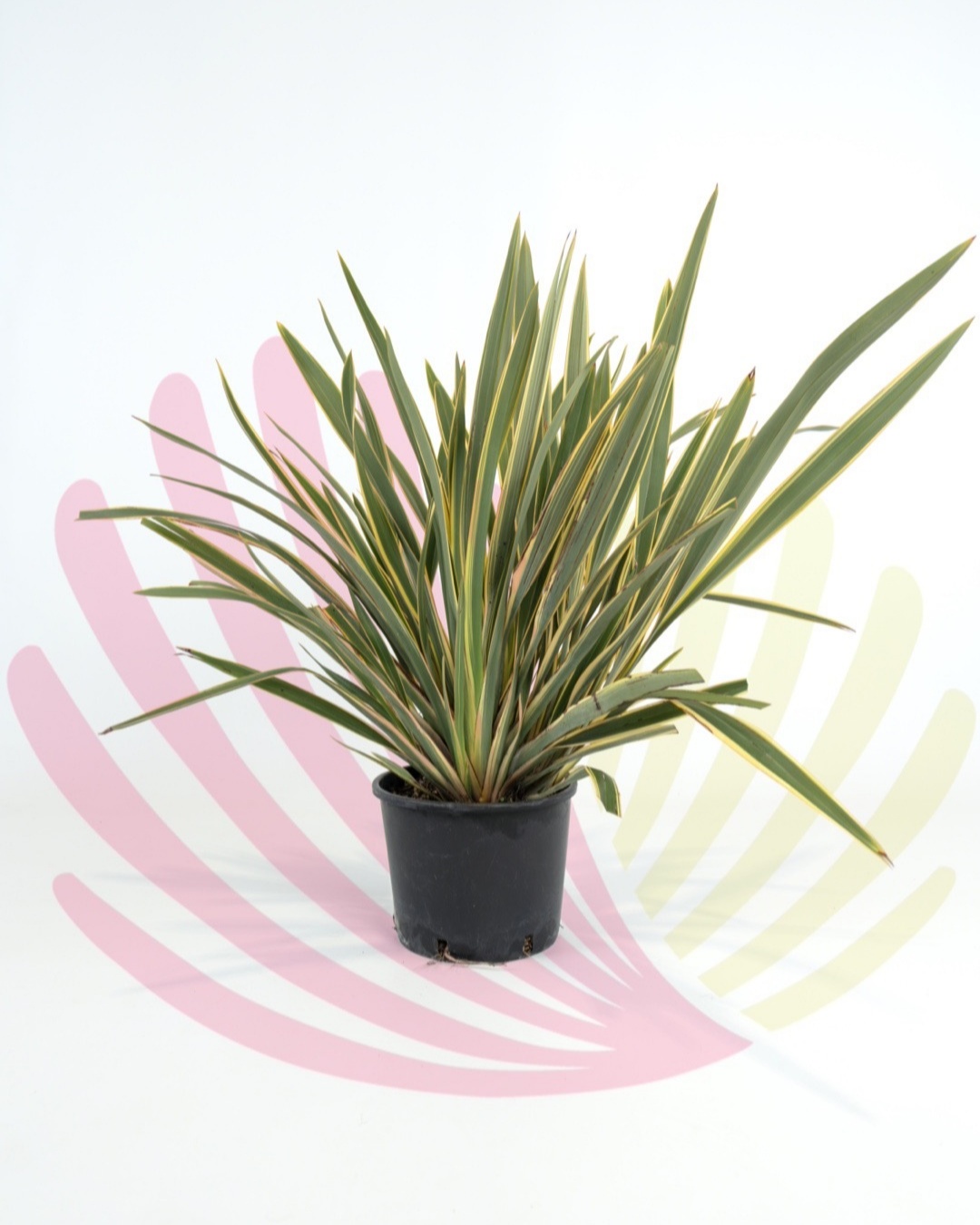 Phormium tenax Variegata - PPHOTENVV10       