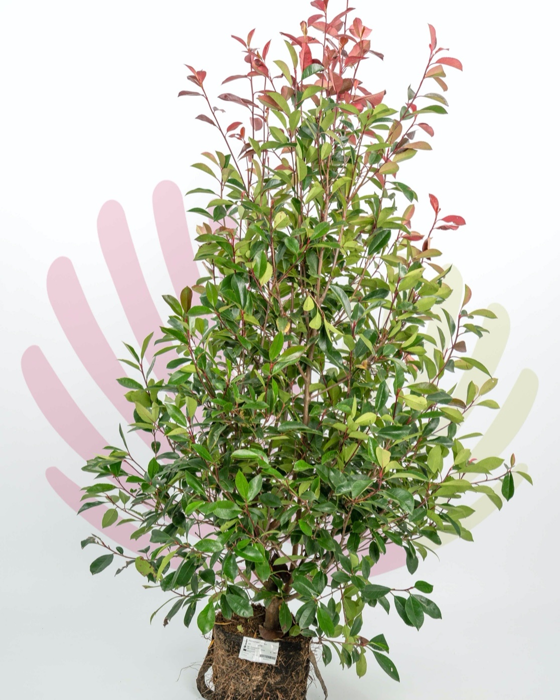 Photinia fraserii Red Robin - P197010V0050H08020