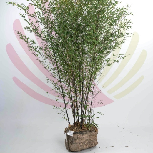 Phyllostachys nigra - P198020V3001H30010