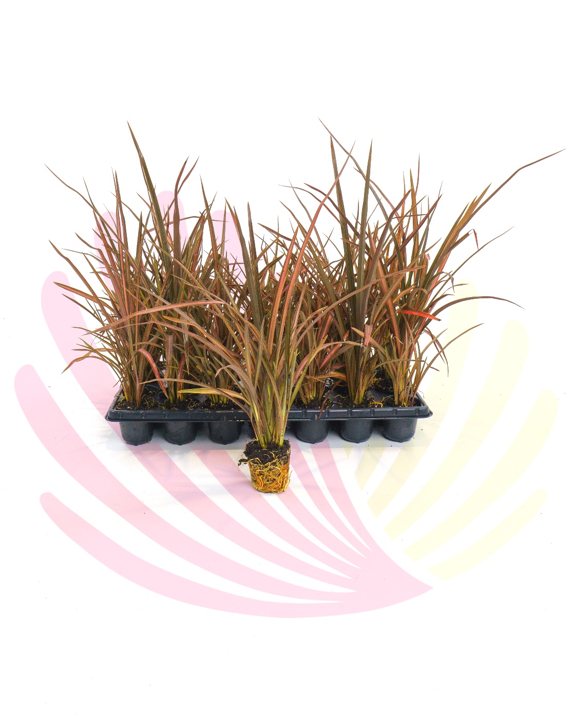 Phormium tenax Pink Stripe - PPHOPST28