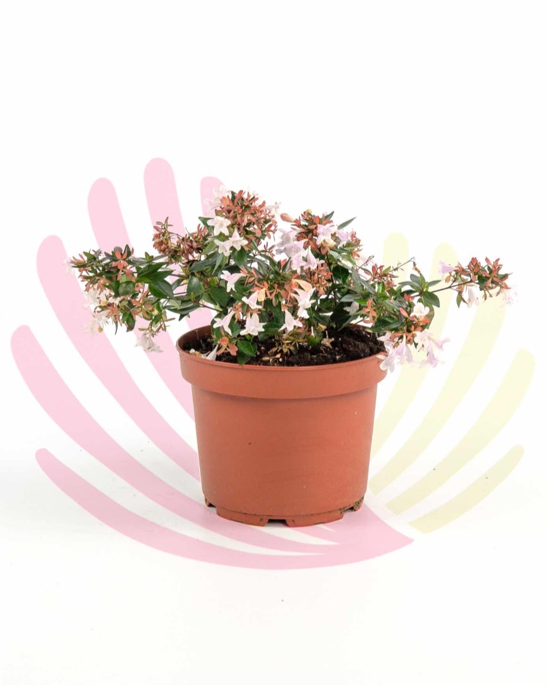 Abelia grandiflora - P235010V0010Z00010