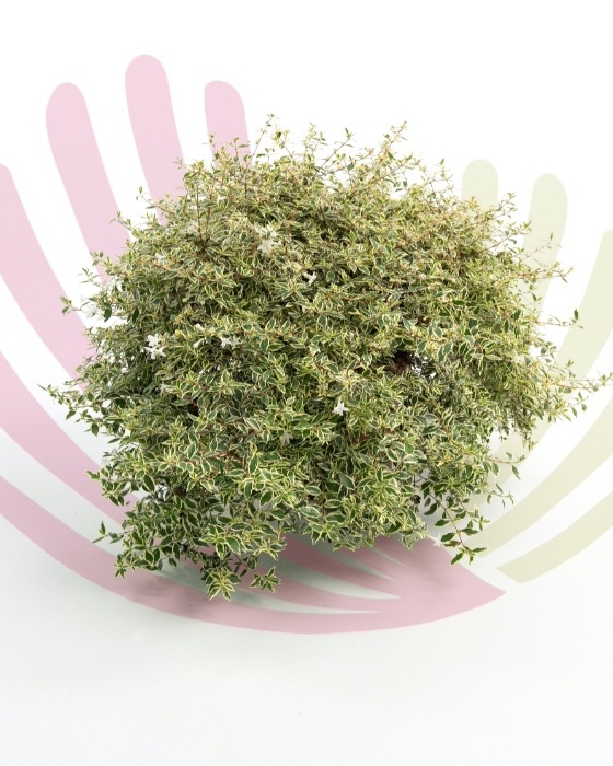 Abelia Variegata - LABEVARV10        