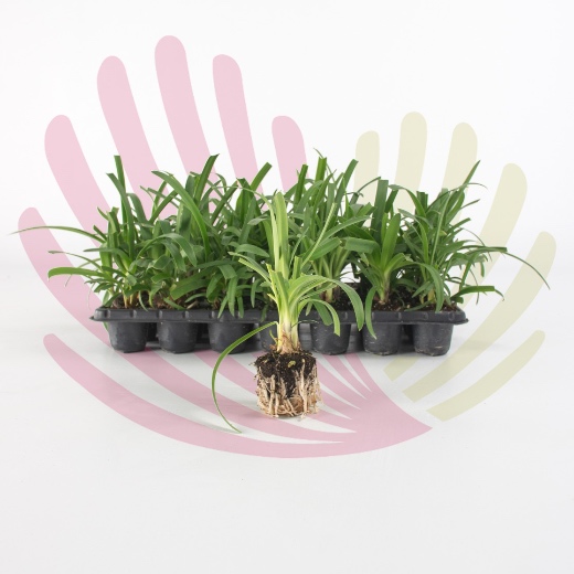 Agapanthus africanus Blue - P009010T0028Z00010