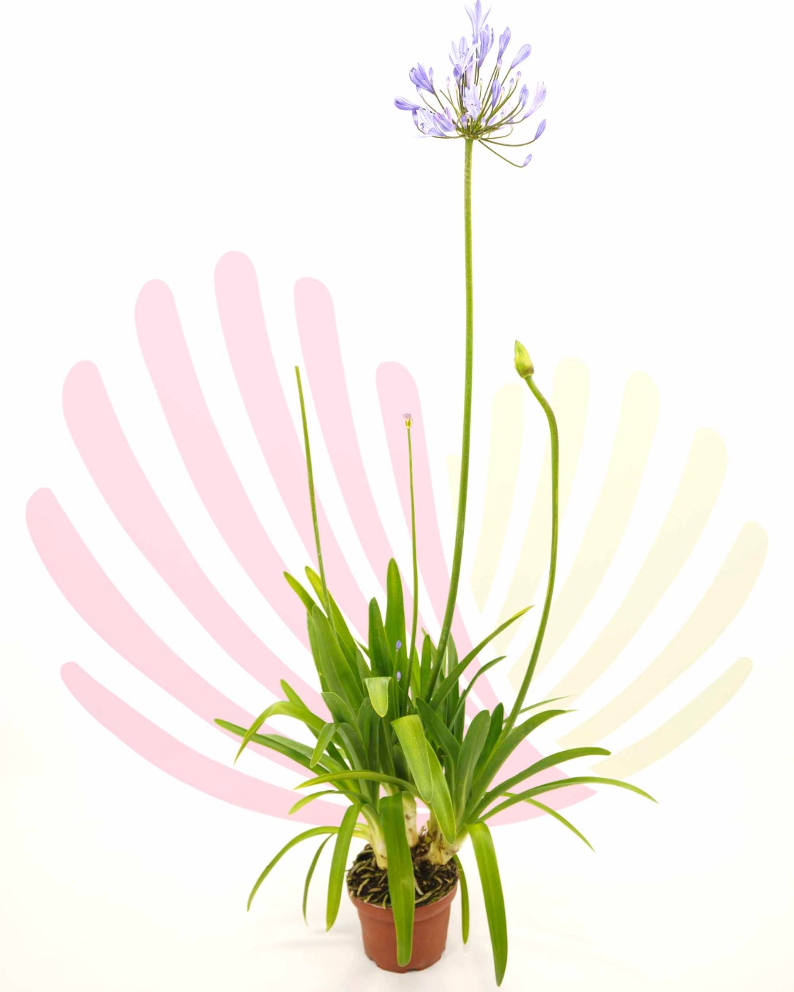 Agapanthus africanus Blue - P009010V0050Z00010