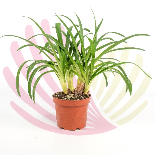 Agapanthus africanus Blue - P009010V0050Z00010