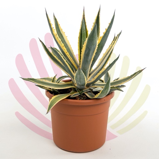Agave americana Marginata - LAGAAMEMV10