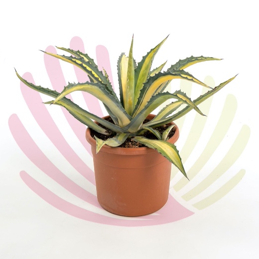 Agave americana Mediopicta Aurea - LAGAAMEMAUV10