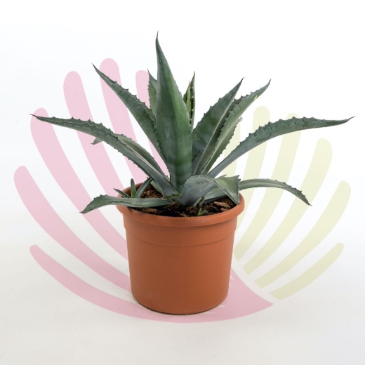 Agave americana - P010020V0050Z00020