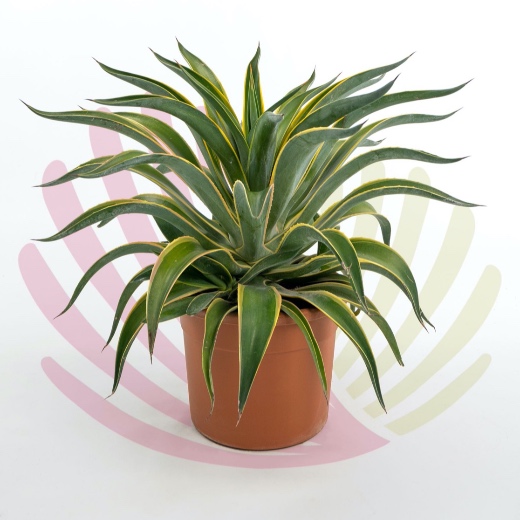 Agave desmettiana Variegata - LAGADESVV10