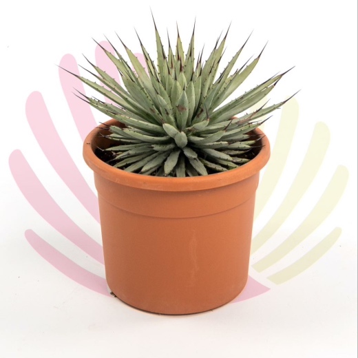 Agave macroacantha - P010080V0050Z00020
