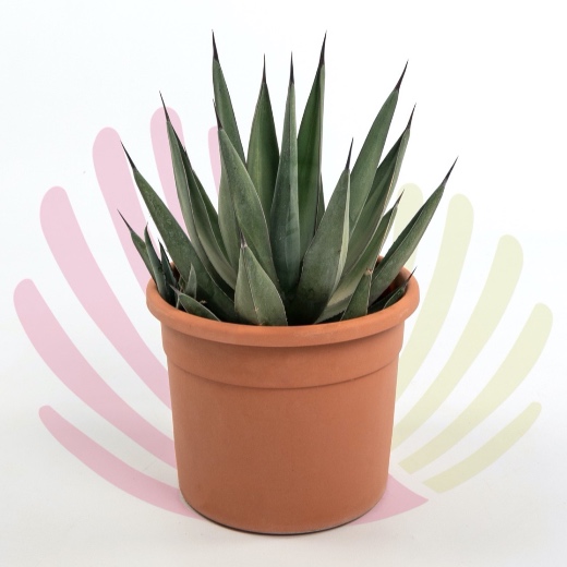 Agave nigra - LAGANIGV10