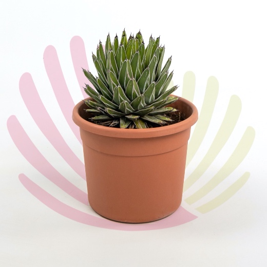 Agave victoriae-reginae - P010120V0100H02020