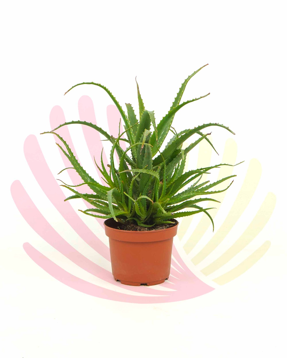 Aloe arborescens  - P015010V0010Z00020