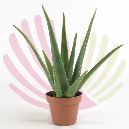 Aloe vera  - P015030V0025Z00010