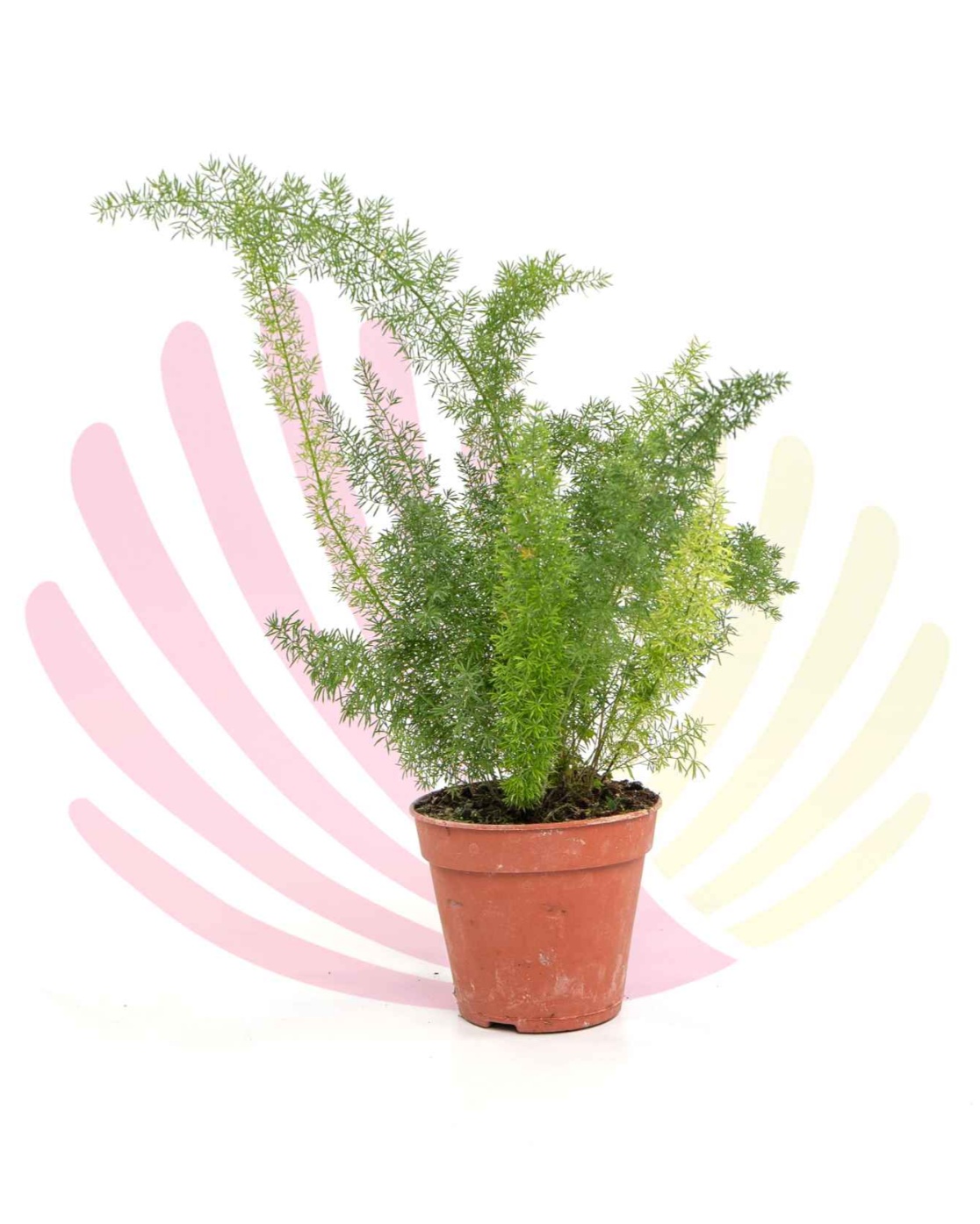 Asparagus densiflorus 