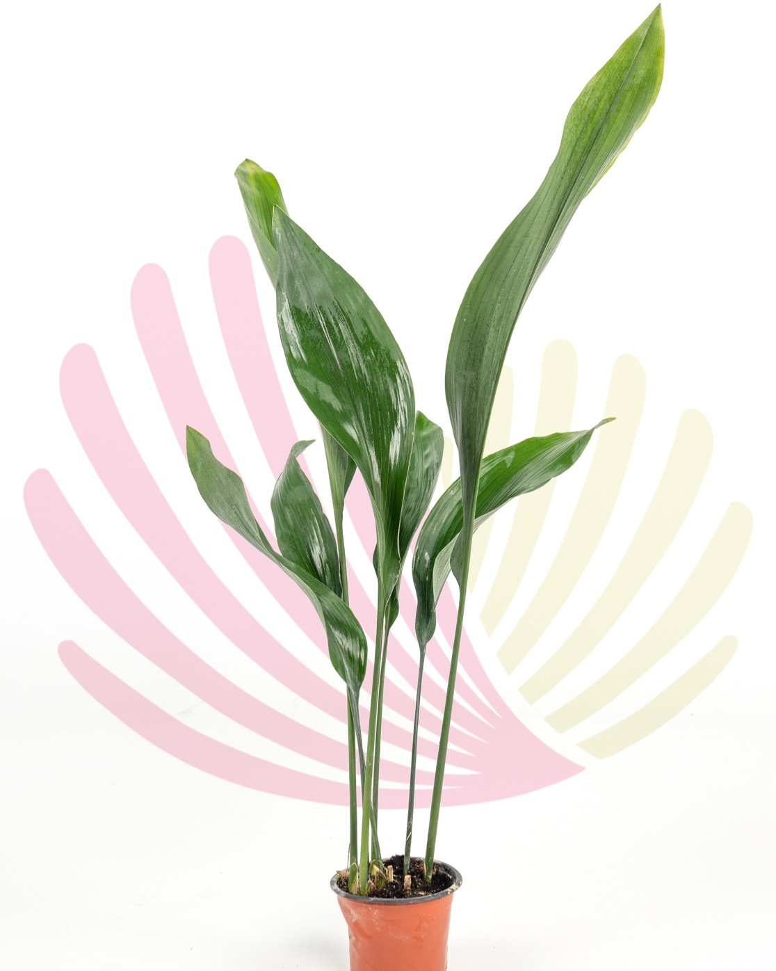 Aspidistra elatior - P025010V0010Z00010