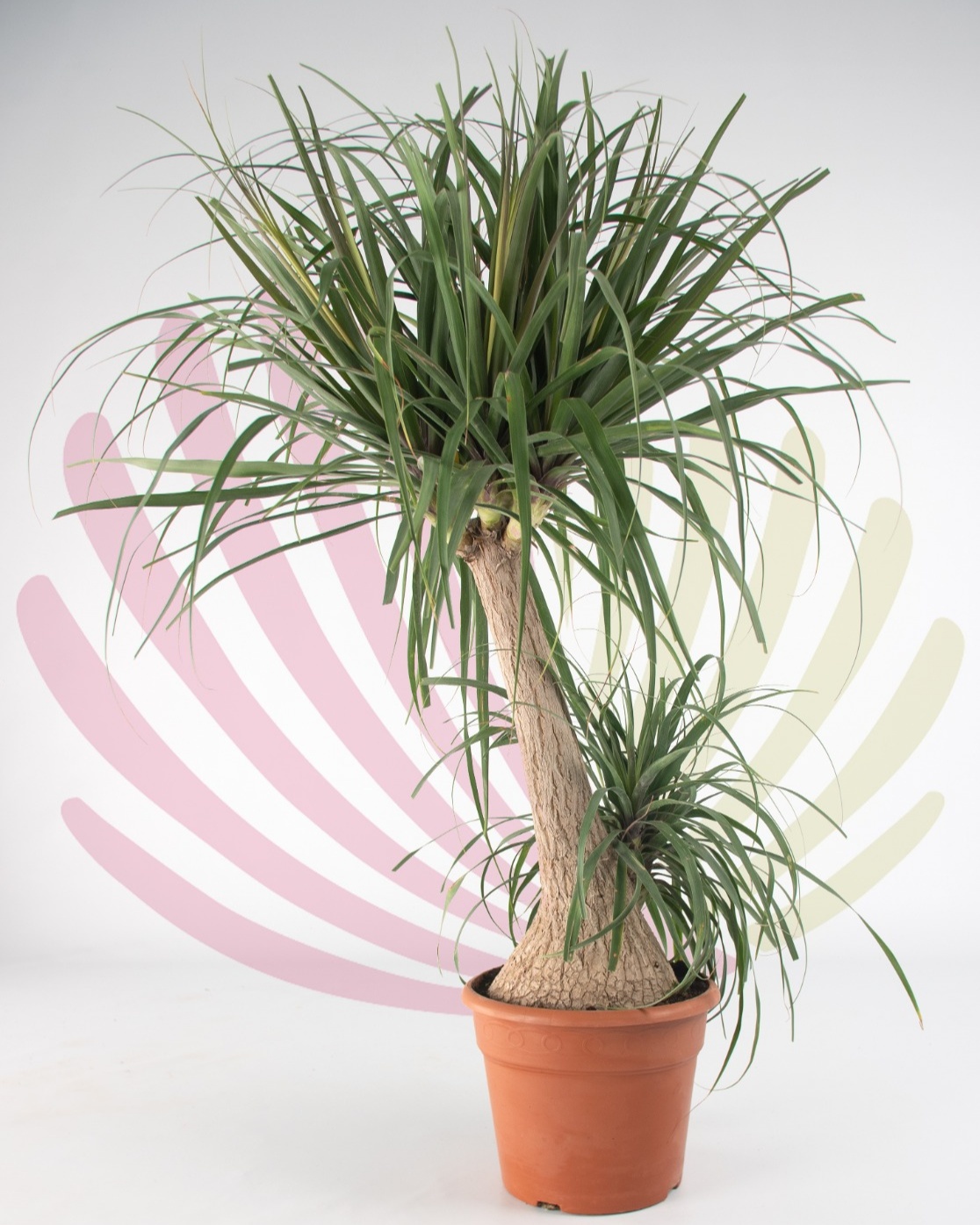 Beaucarnea recurvata - P032010V0000H05120