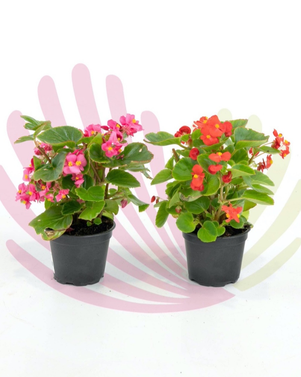 Begonia semperflorens - LBEGSEMV1