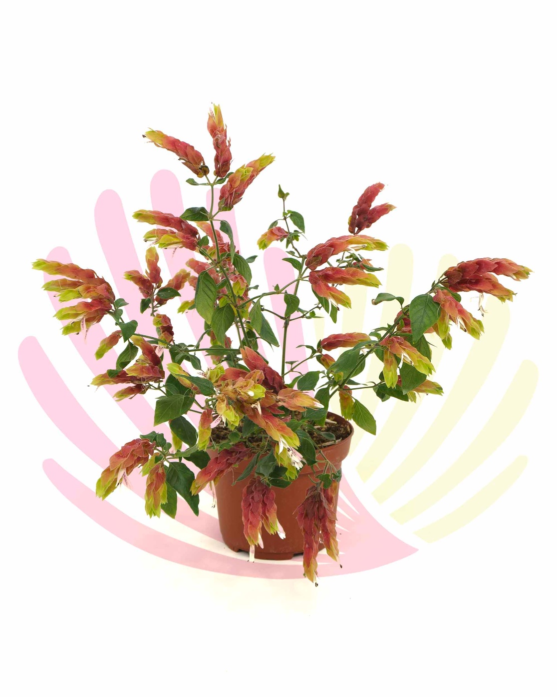 Beloperone guttata - PBELGUTV2,5