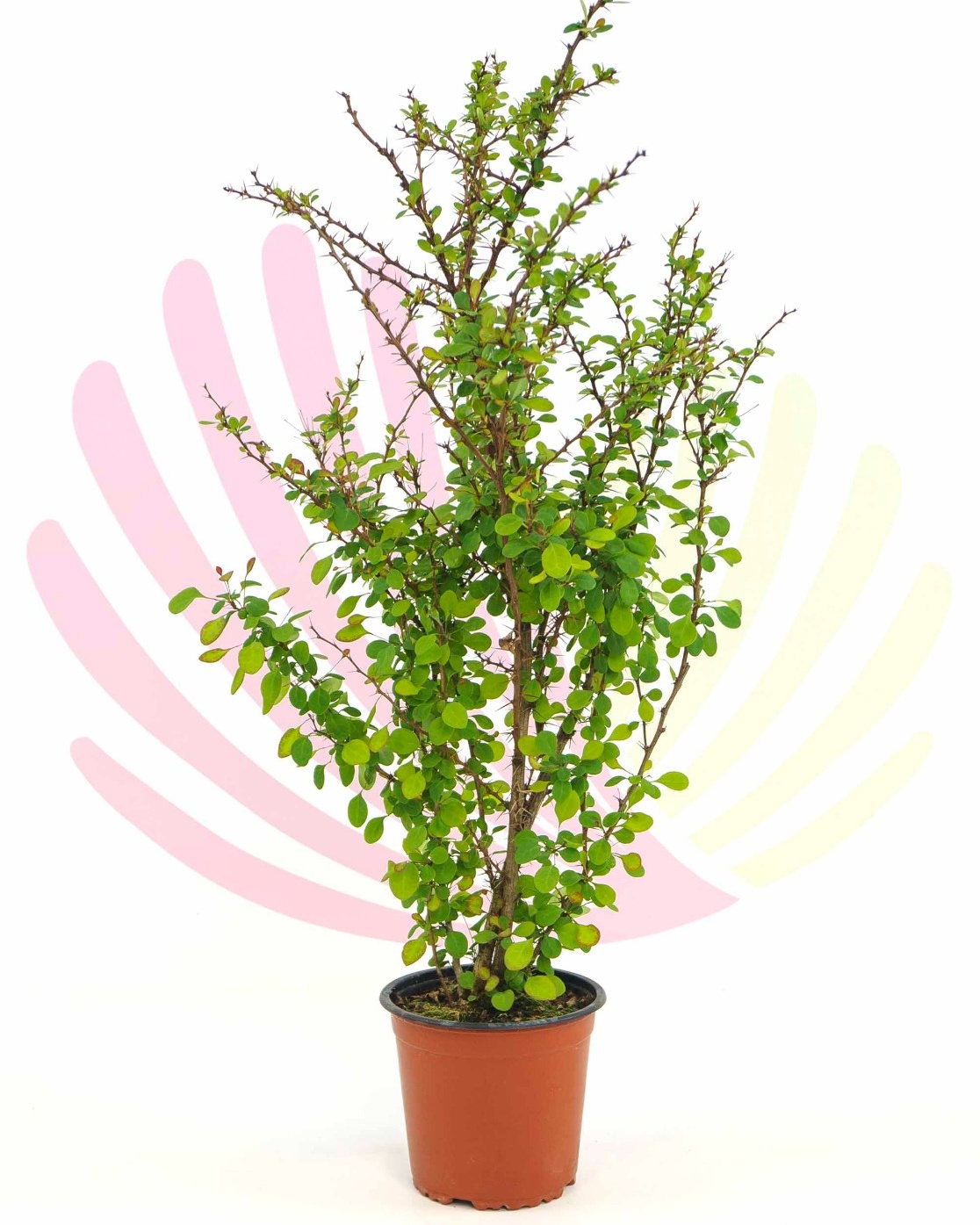 Berberis thunbergii - P034010V0025Z00020