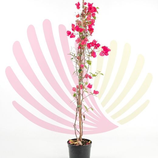 Bougainvillea sp. Rosa                                       - C279010B0010Z00020