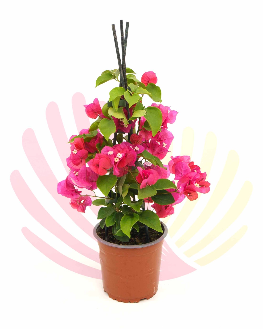 Bougainvillea sp. Rosa                                       - C279010B0010Z00020