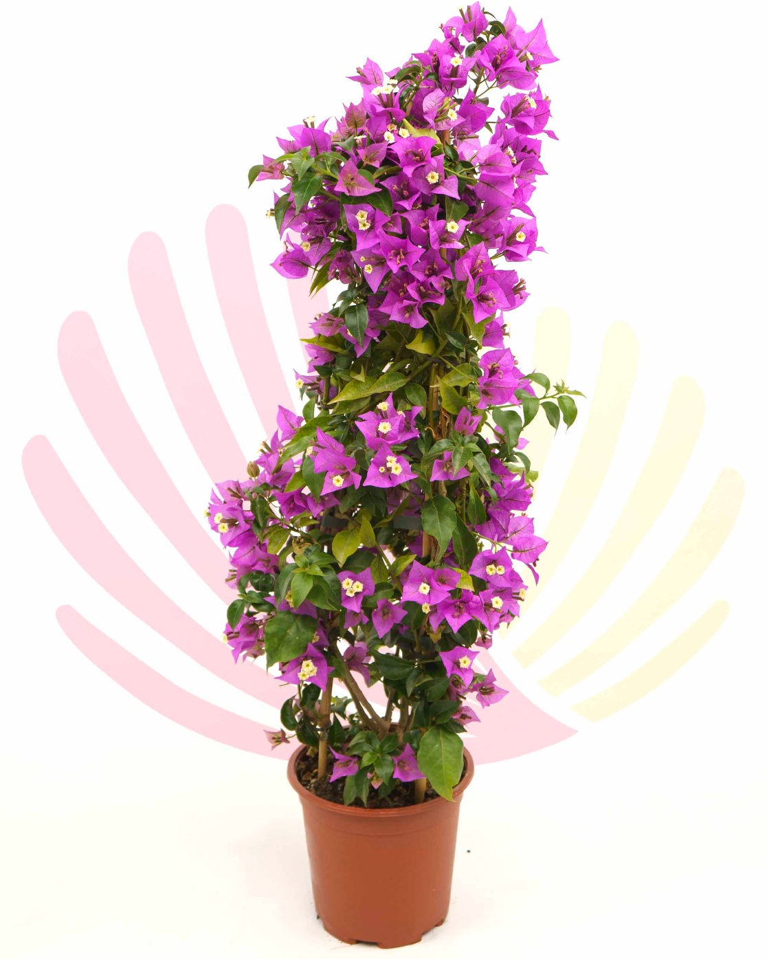 Bougainvillea sp. Rosa                                       - LBOUSPV2,5