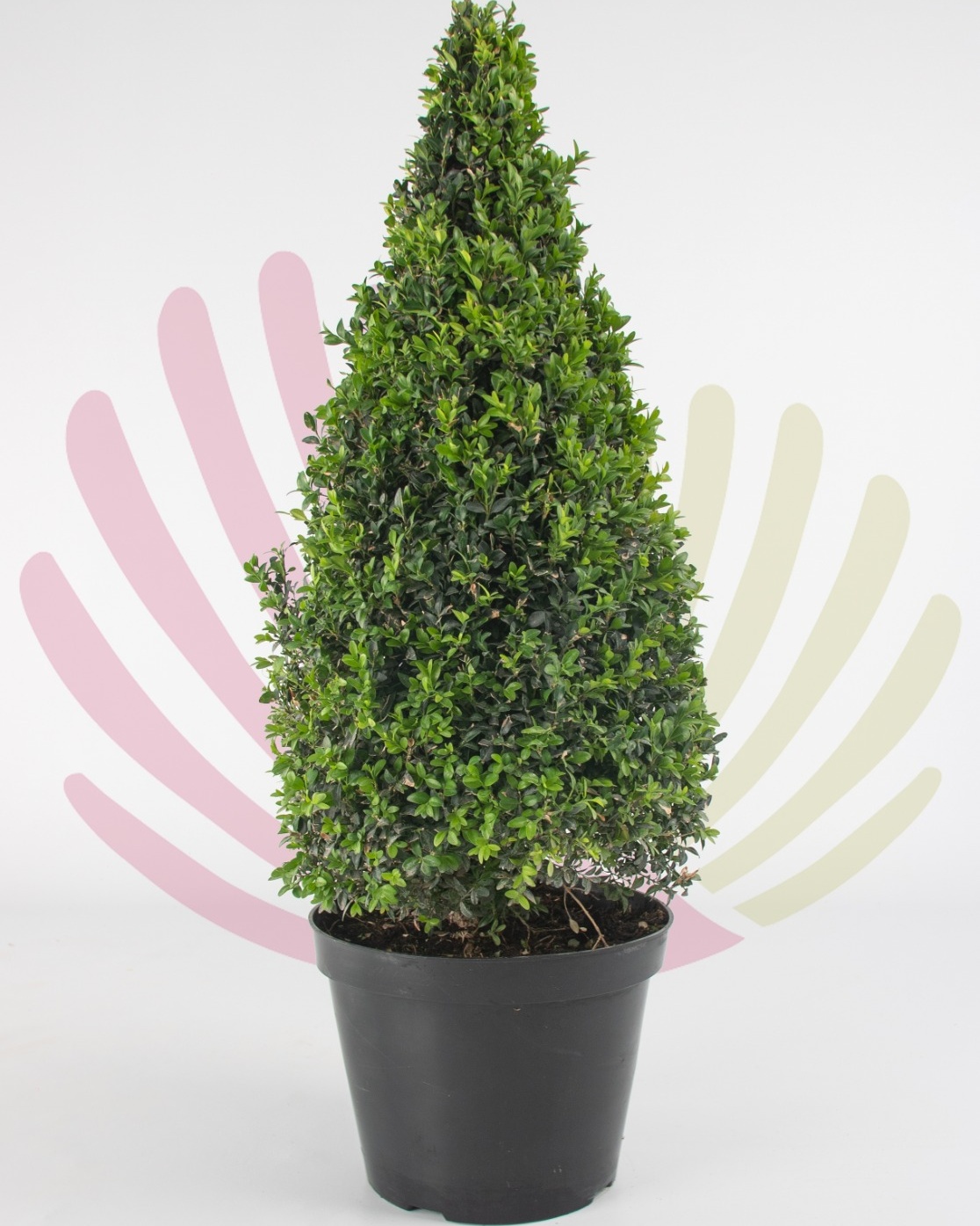 Buxus microphylla Faulkner (pirâmide) 35L - P040023V0000H10020