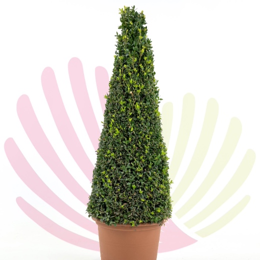 Buxus sempervirens Piramide - P040023V0000H10020