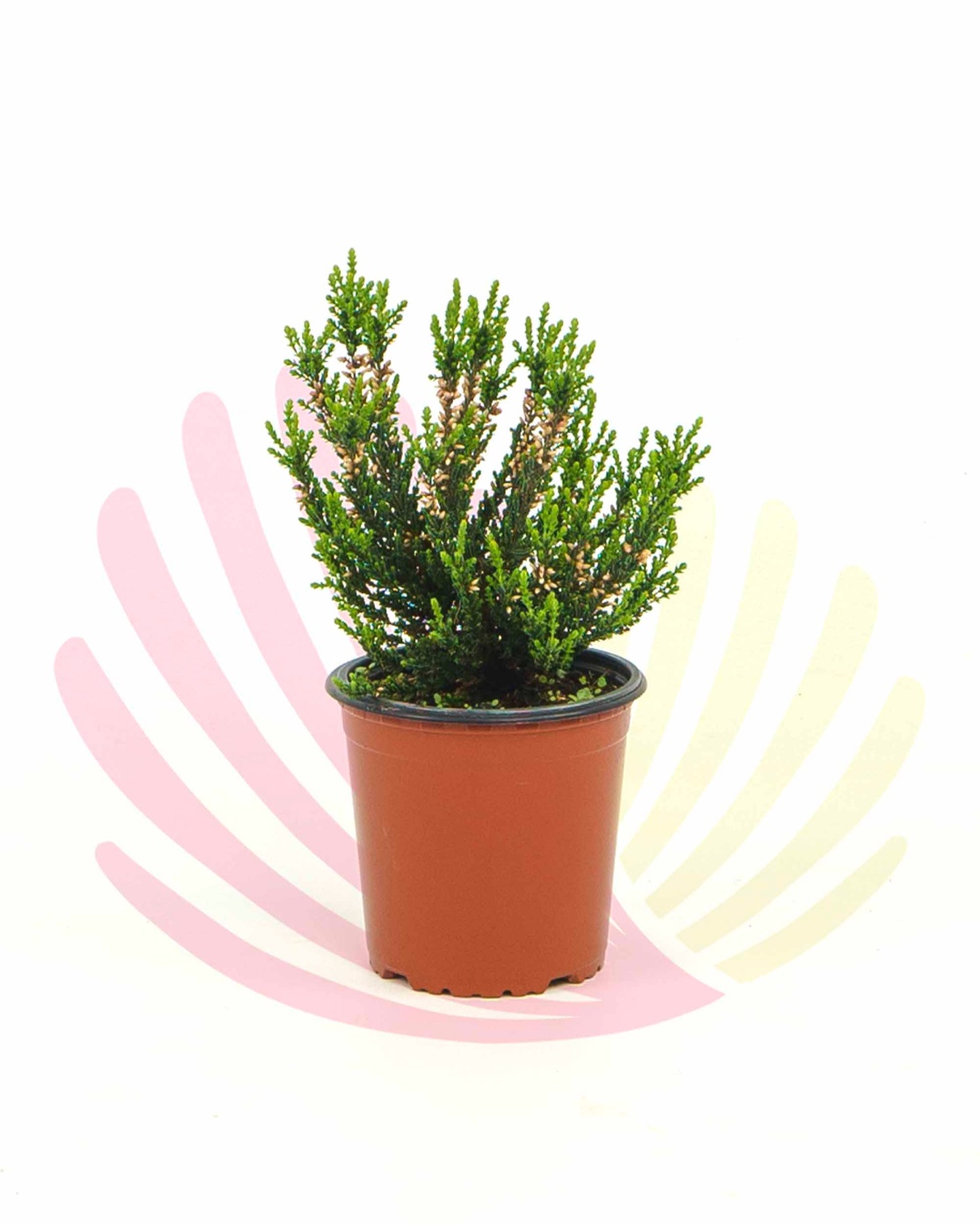 Calluna vulgaris - P044010V0010Z00020