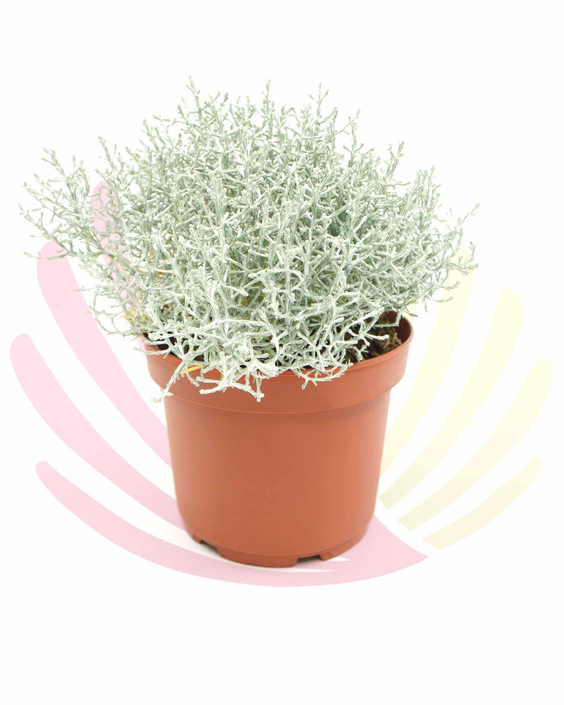 Calocephalus brownii - LCALBROV2