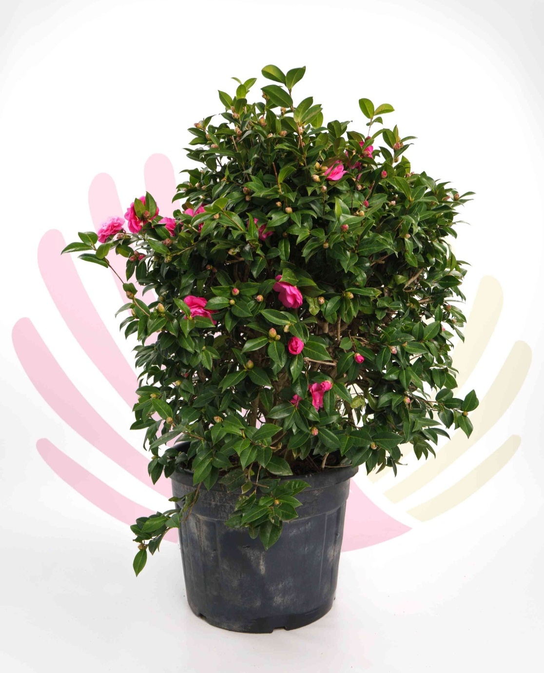 Camelia Japonica  - P045010V0000H10020