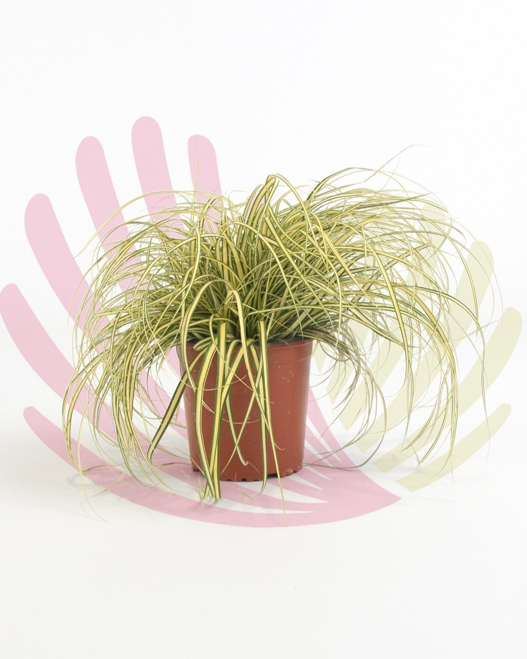 Carex oshimensis Evergold - P046020V0010Z00010