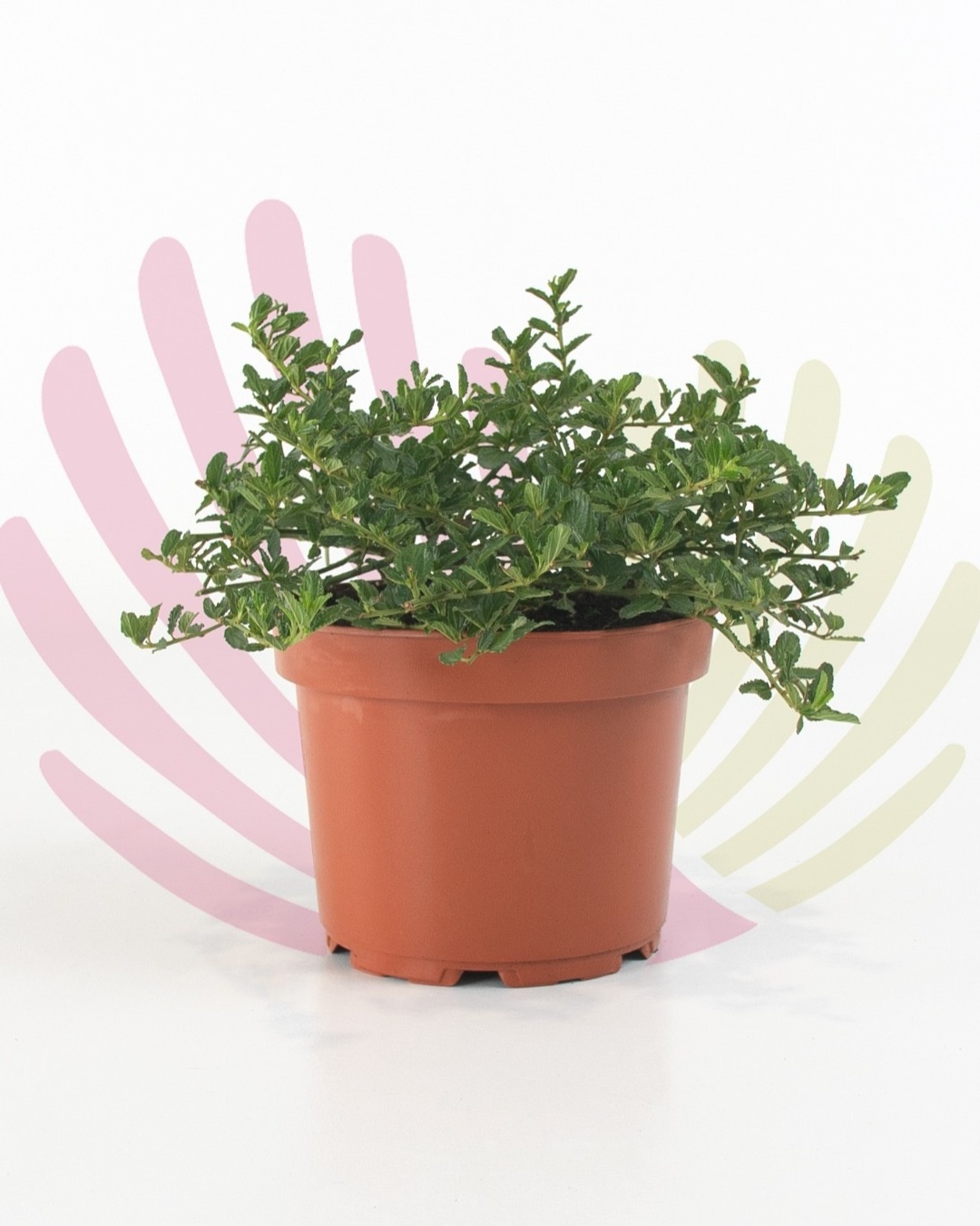 Ceanothus thyrsiflorus Repens - PCEATRV2,5