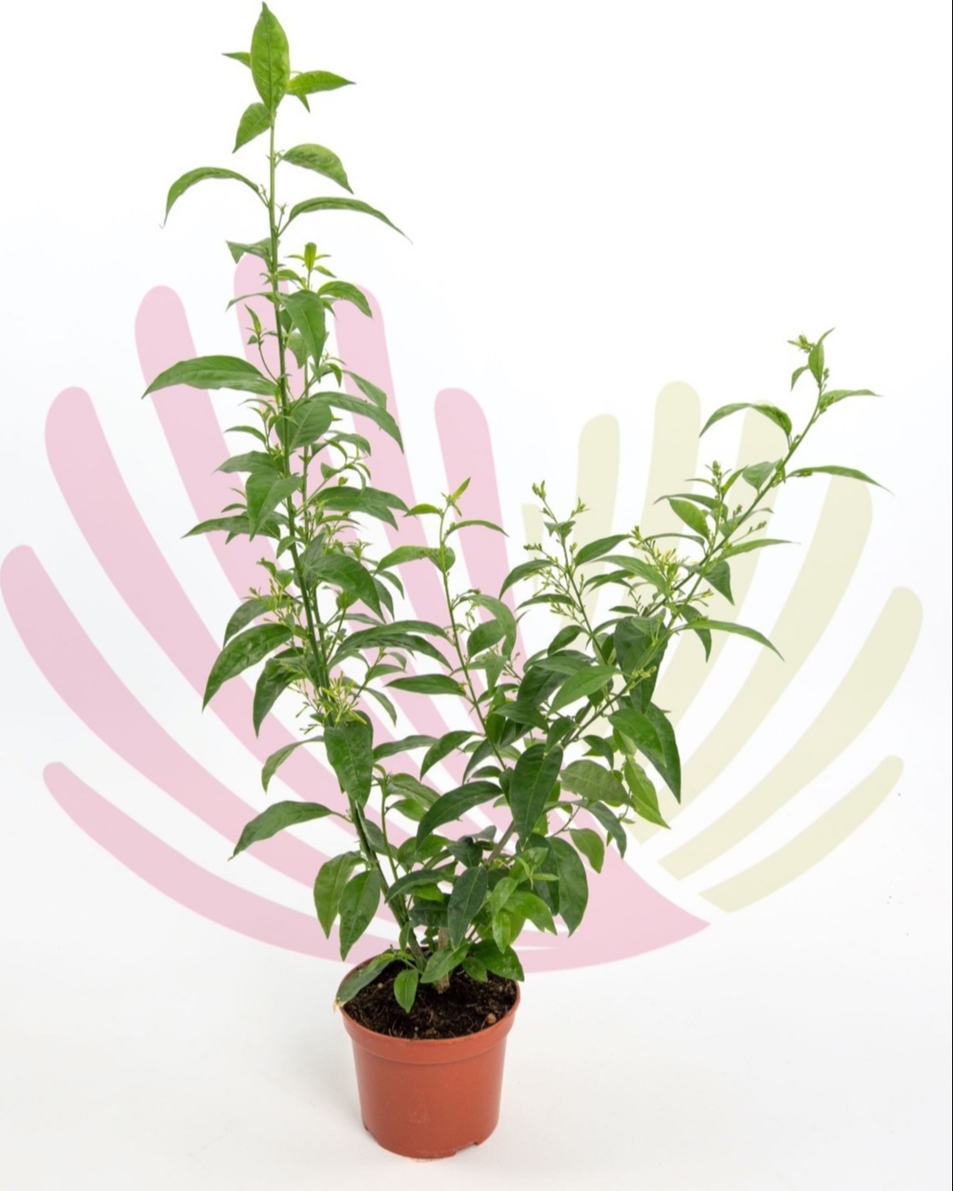 Cestrum nocturnum - P054010V0025Z00020