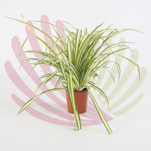 Chlorophytum comosum Vittatum | V10cm - P056010C0100Z00010