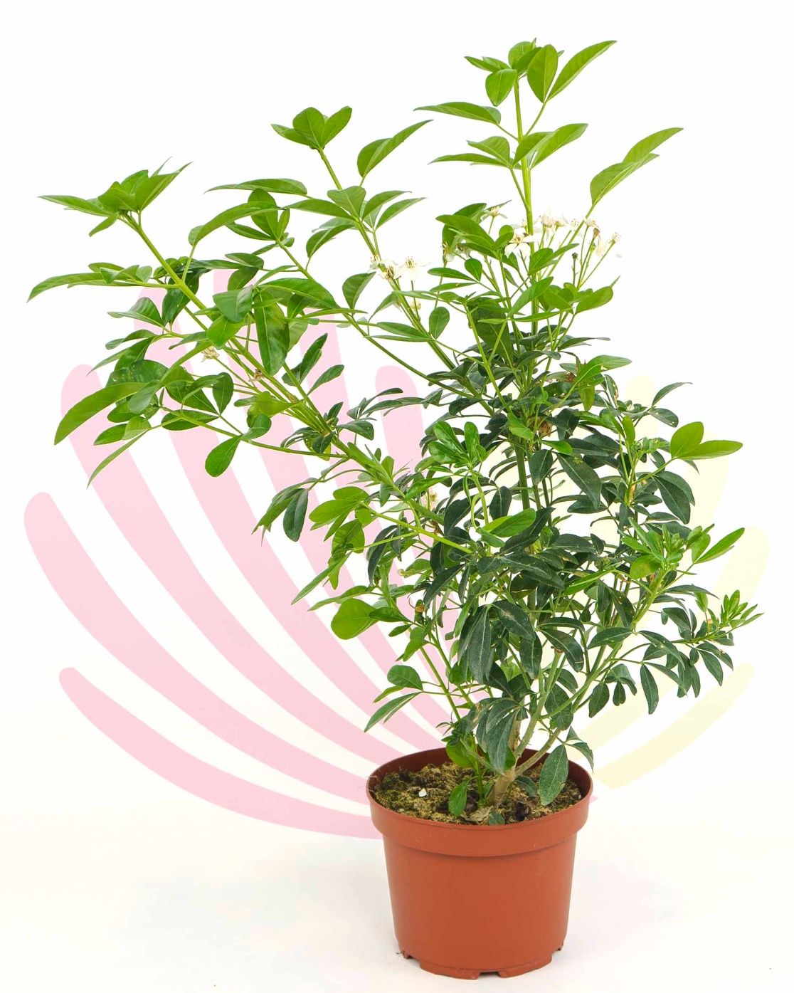 Choysia ternata - LCHOTERV2