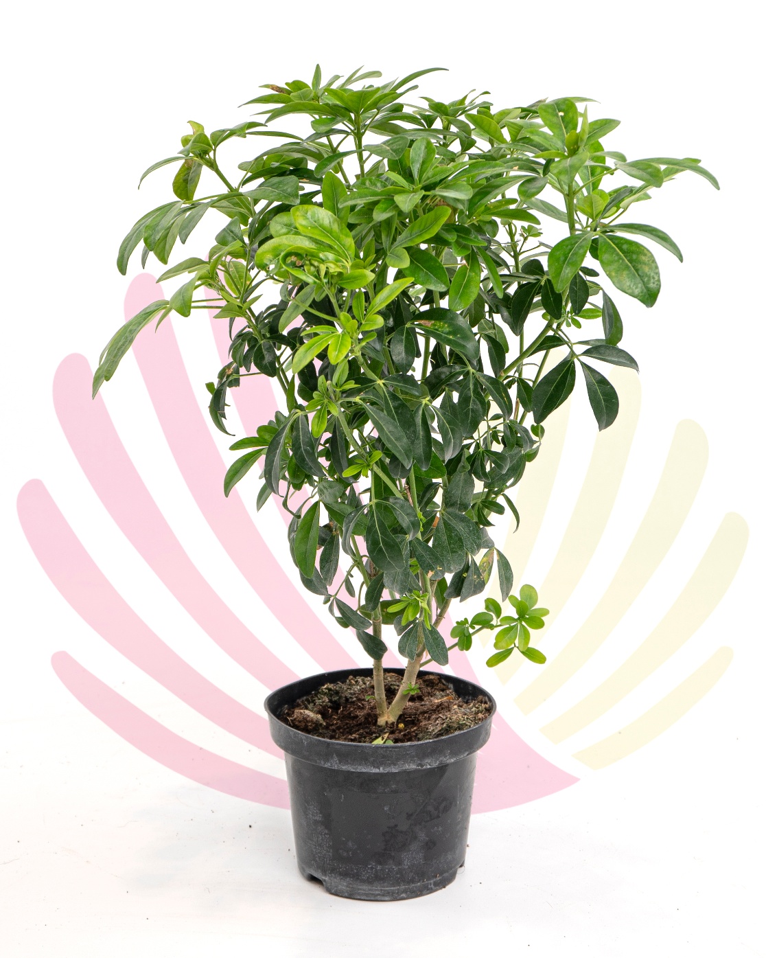 Choysia ternata - LCHOTERV2