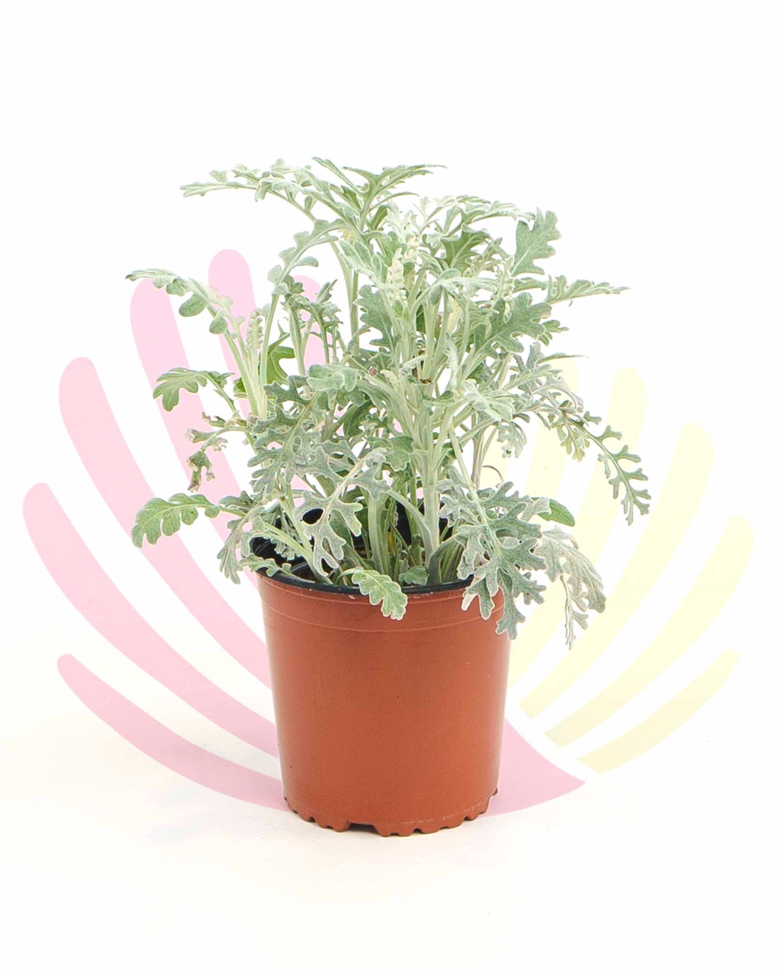 Cineraria maritima  - P058010V0010Z00020