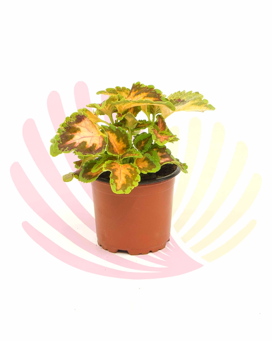 Coleus - LCOLV10,50CM